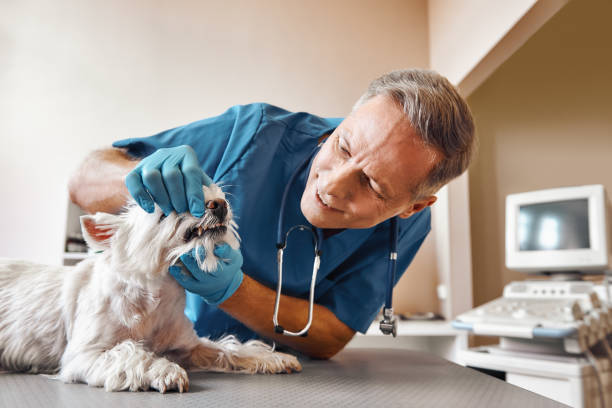 Best Dental Abscess Treatment in Wade, MS